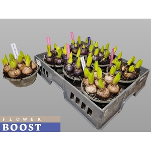 HYACIN PEAR GEM 4 KL