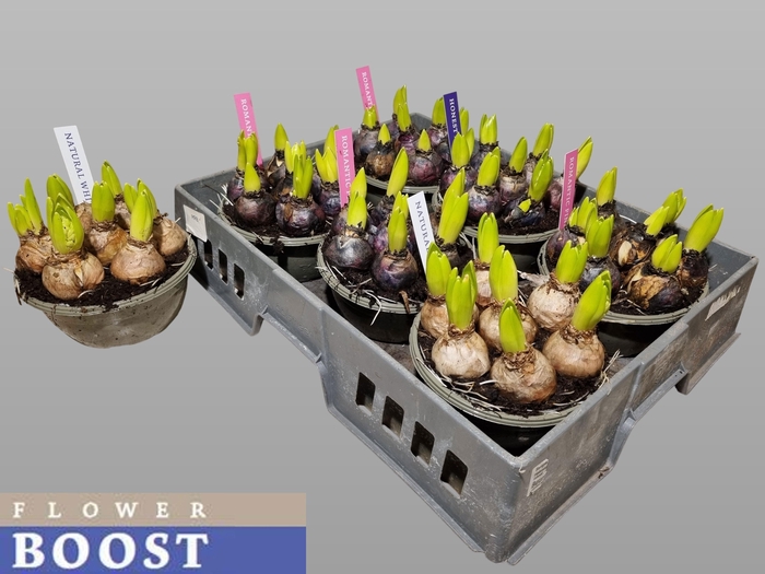 <h4>HYACIN PEAR GEM 4 KL</h4>