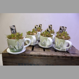 Arr Muscari Wit In Kop & Schotel Keramiek