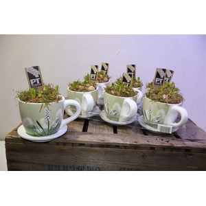 Arr Muscari Wit In Kop & Schotel Keramiek