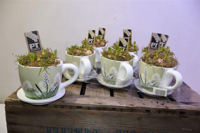 <h4>Arr Muscari Wit In Kop & Schotel Keramiek</h4>