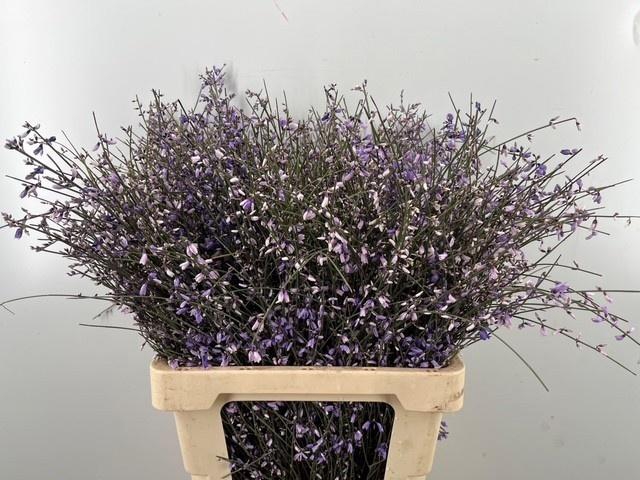 <h4>GENISTA KLB BS H%</h4>