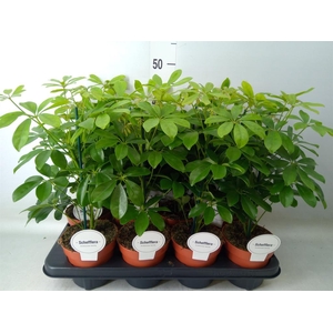 Schefflera arbor. 'Nora'