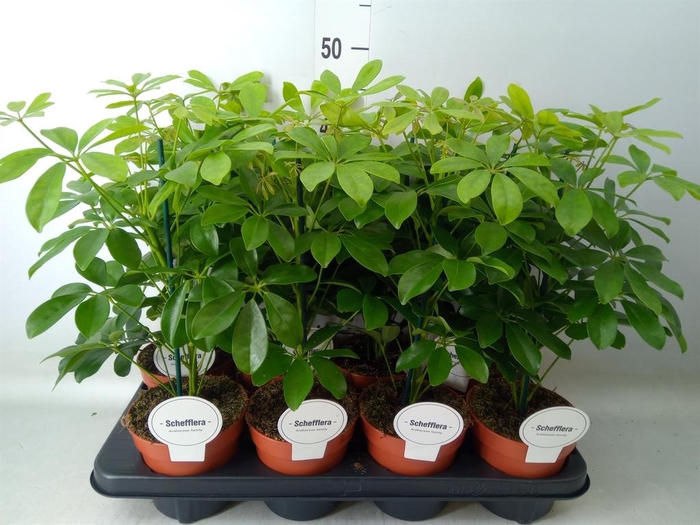 <h4>Schefflera arbor. 'Nora'</h4>