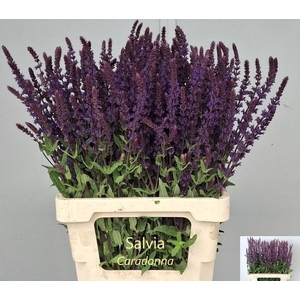SALVIA NEM CARADONNA