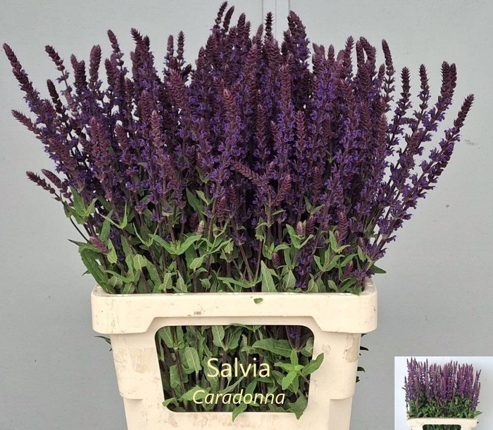 <h4>SALVIA NEM CARADONNA</h4>