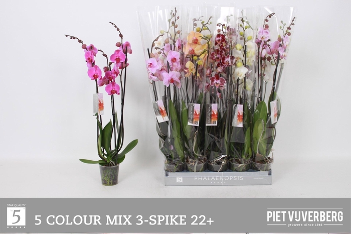 <h4>PHAL GEM 5 KL</h4>