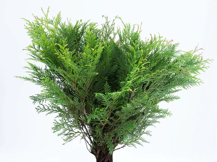 <h4>FOLH TUIA MACA</h4>