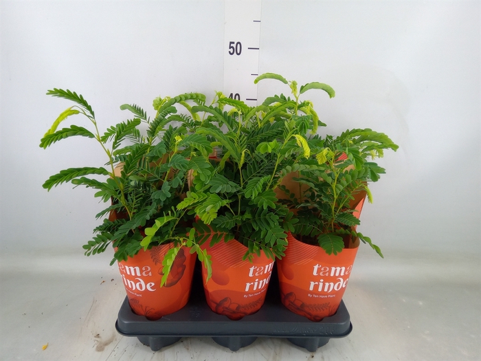 <h4>Tamarindus indica</h4>