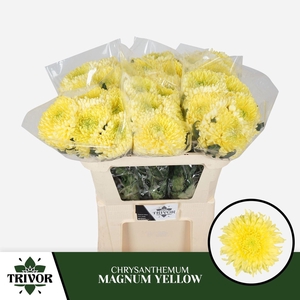 Chr g Magnum Yellow