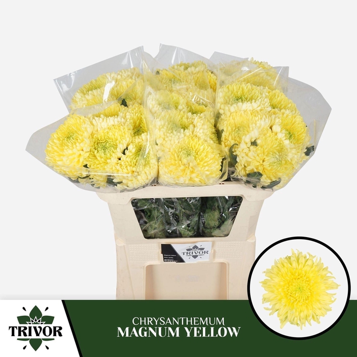 <h4>Chr g Magnum Yellow</h4>