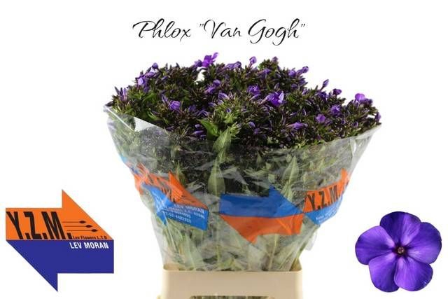 <h4>PHLOX P VAN GOGH</h4>