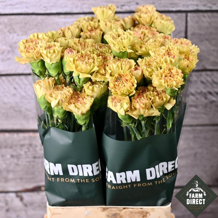 <h4>DI ST HAPPY HARU</h4>