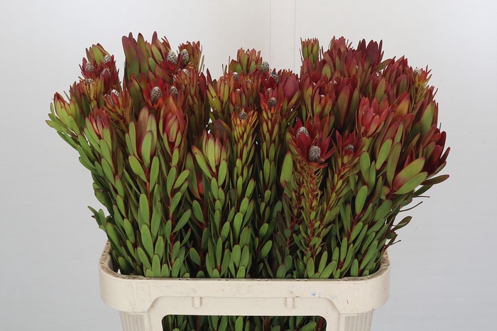 <h4>Leucadendron Safari Sunset</h4>