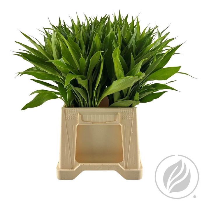 Sandriana Lemon 52cm