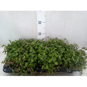 Callisia repens