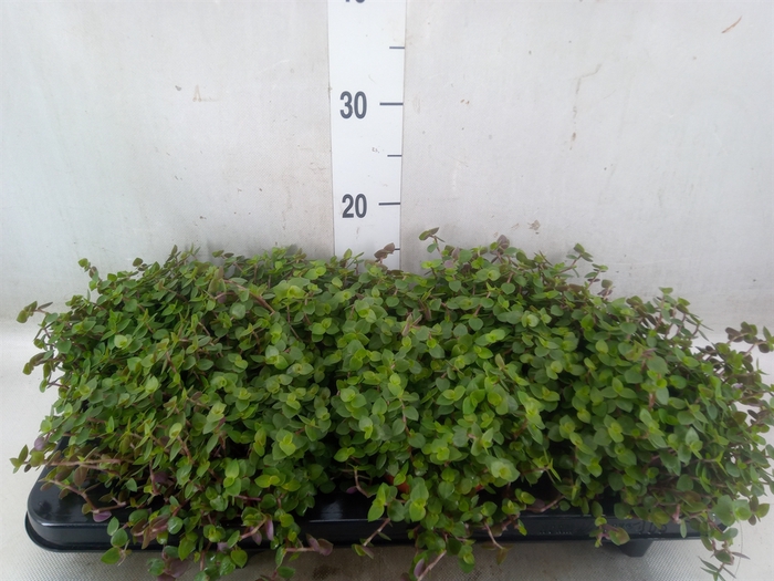 <h4>Callisia repens</h4>