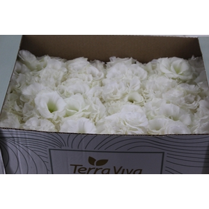 LISIANTHUS FLOR BRANCO