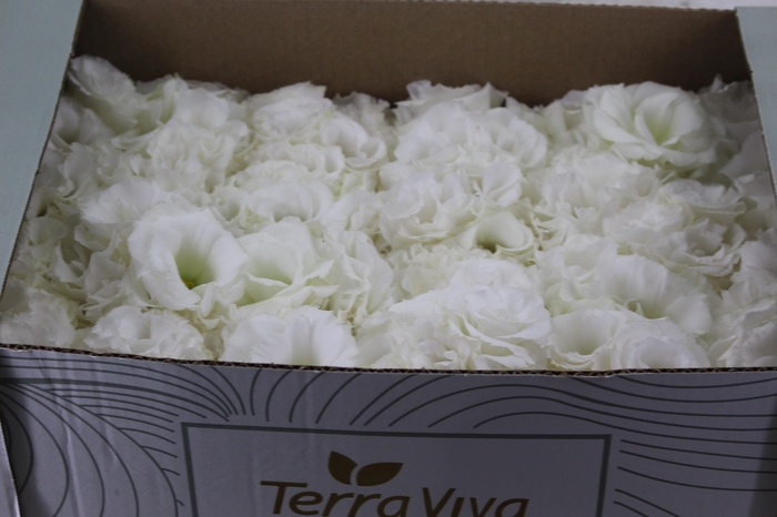 <h4>LISIANTHUS FLOR BRANCO</h4>