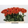 Dahlia Zundert Mystery Fox