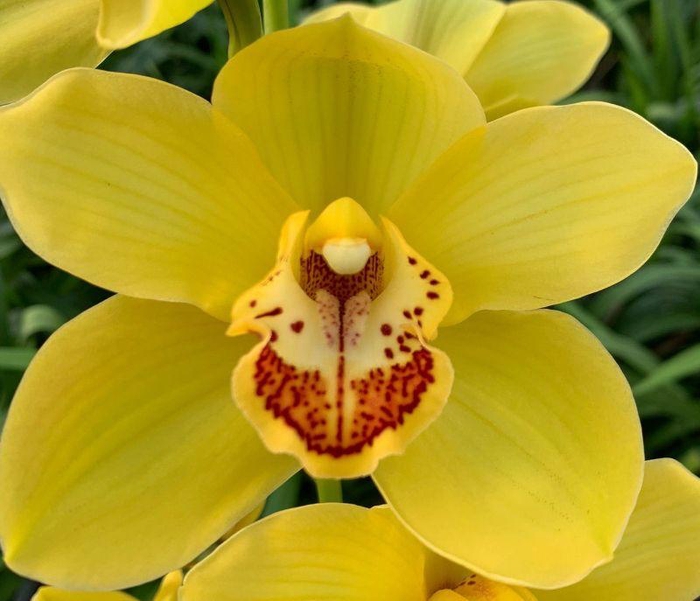 <h4>CYMB T DIONA x10</h4>