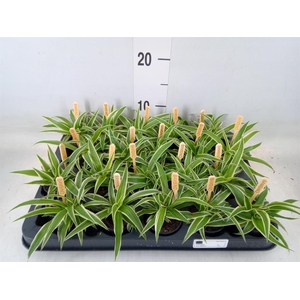 Chlorophytum com. 'Ocean'