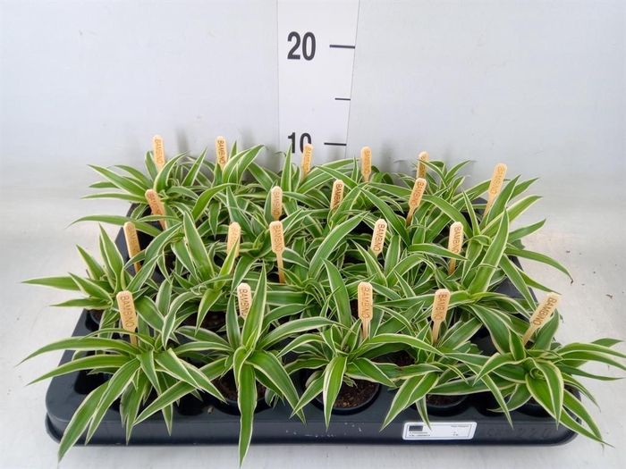 <h4>Chlorophytum com. 'Ocean'</h4>