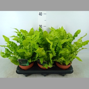 Asplenium nidus 'Crispy Wave'