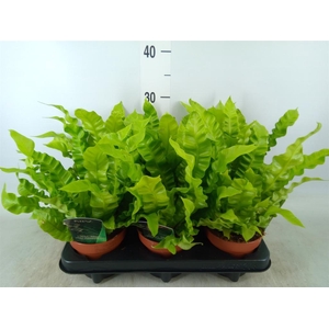 Asplenium nidus 'Crispy Wave'