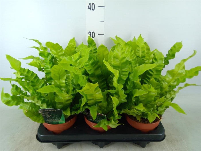 <h4>Asplenium nidus 'Crispy Wave'</h4>