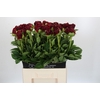 Paeonia Old Faithful