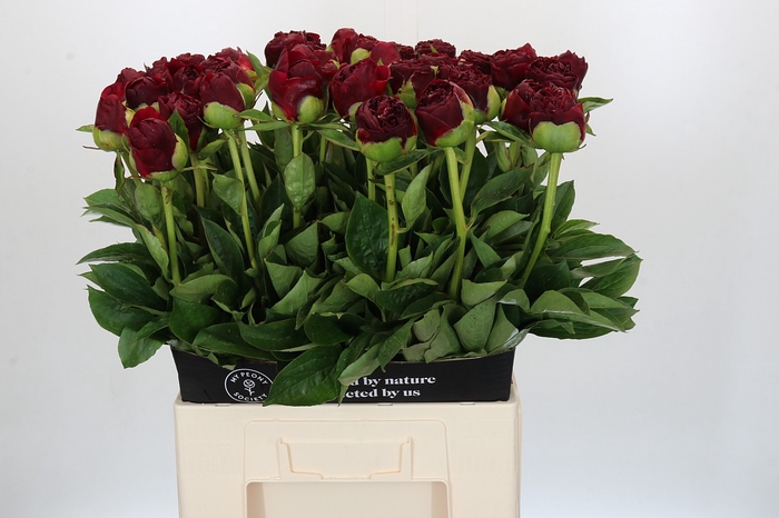 Paeonia Old Faithful