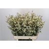 Chamelaucium Ivory Pearl