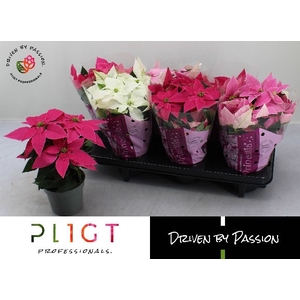 EUPHOR P PRI GEM