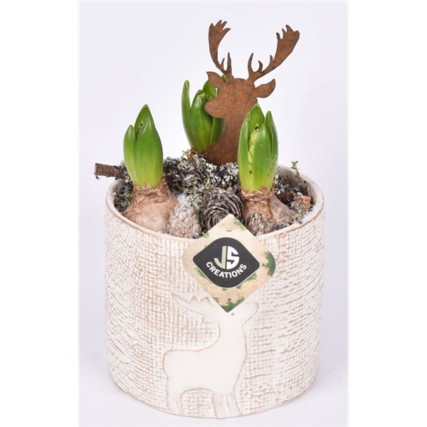 <h4>Arrangementen Hyacinthus 6%</h4>