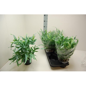 Phlebodium blue star 15Ø 40cm