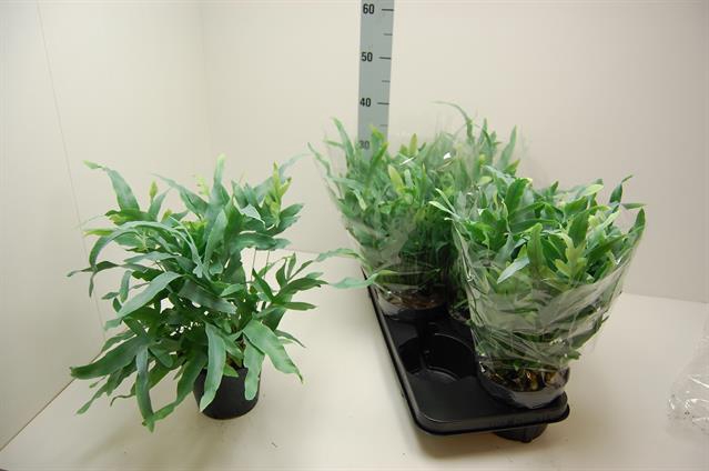 Phlebodium blue star 15Ø 40cm