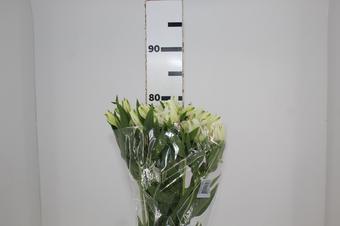 <h4>ALSTROEMERIA AVALANGE 080 CM</h4>