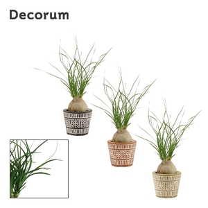 Beaucarnea bol 6 cm in Claire (Neo Architect-collection)