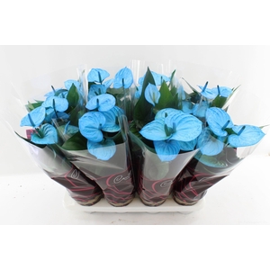 Anthurium 14 cm Make-Upz Blue in Couture Diamond Line Purple sleeve