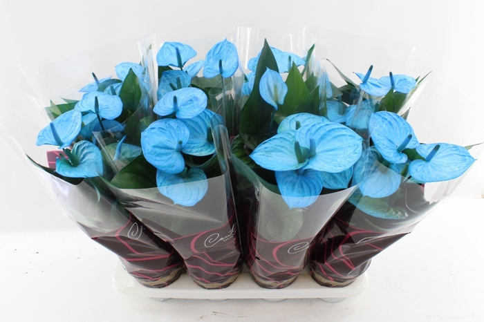<h4>Anthurium 14 cm Make-Upz Blue in Couture Diamond Line Purple sleeve</h4>