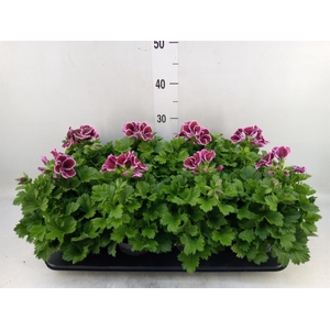 Pelargonium gran.   ..