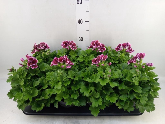 <h4>Pelargonium gran.   ..</h4>