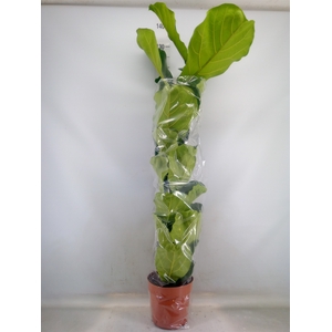 Ficus lyrata