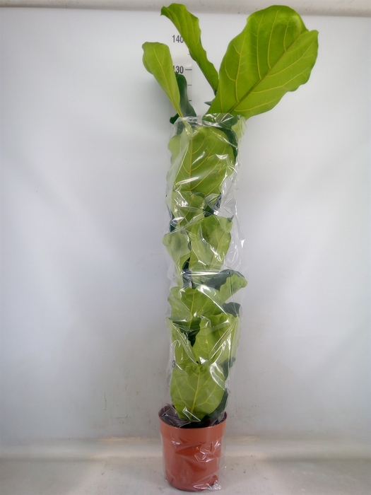 <h4>Ficus lyrata</h4>
