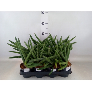 Sansevieria cyl.  ...