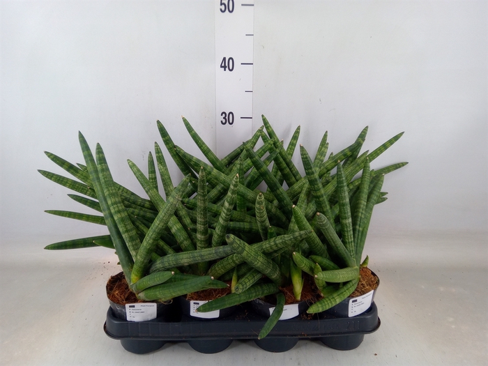 <h4>Sansevieria cyl.  ...</h4>