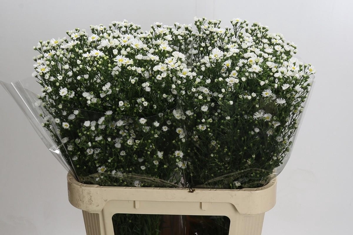 <h4>Aster Paquita</h4>