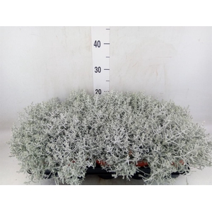 Leucophyta brownii