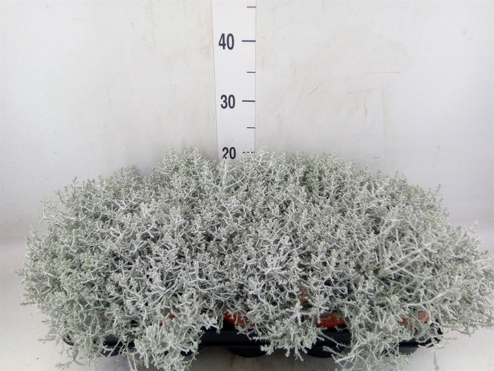 <h4>Leucophyta brownii</h4>